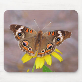 Beautiful Butterfly on Yellow Flower  Mouse Pad