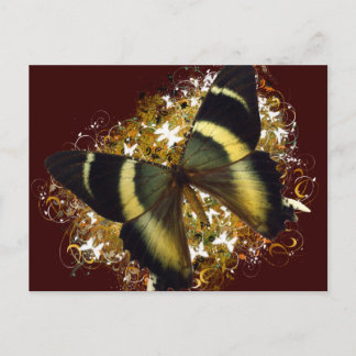 Beautiful Butterfly Postcard