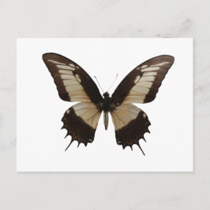Beautiful Butterfly Postcard