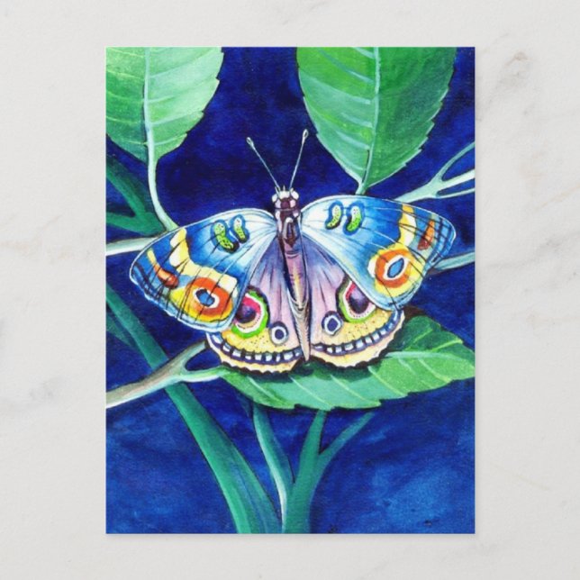 Beautiful Butterfly Postcard (Front)