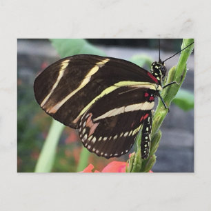 Beautiful Butterfly Postcard