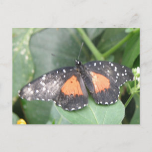 Beautiful Butterfly Postcard