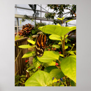 Beautiful Butterfly Poster