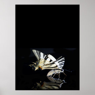 Beautiful butterfly poster