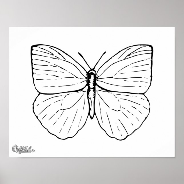 Beautiful Butterfly Poster (Front)