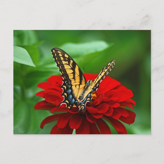 Beautiful butterfly red flower postcard (Front)