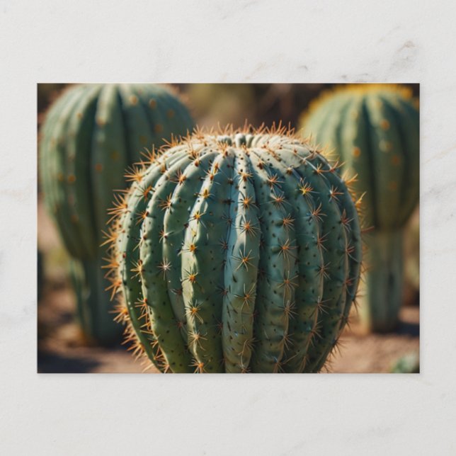 Beautiful Cactus Desert Postcard (Front)