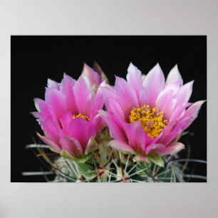 Beautiful Cactus Flower Poster
