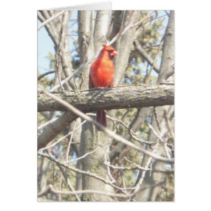 Beautiful Cardinal sitting on a Branch Blank Card