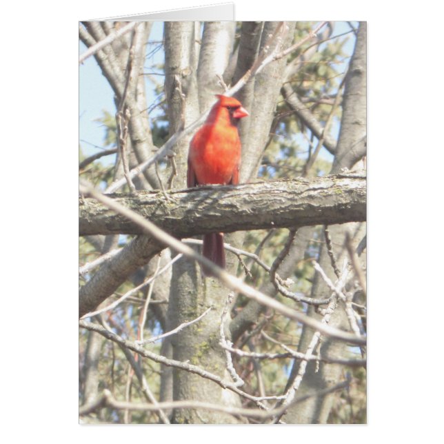 Beautiful Cardinal sitting on a Branch Blank Card (Front)