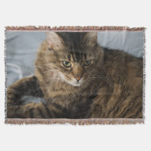 beautiful cat blanket