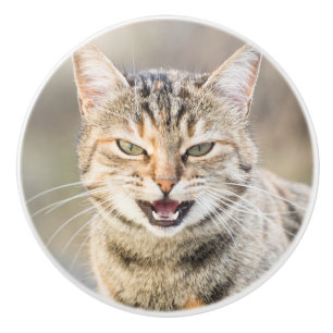 Beautiful cat ceramic knob