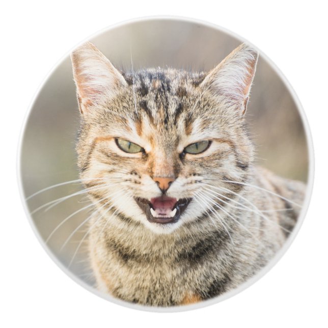 Beautiful cat ceramic knob (Front)