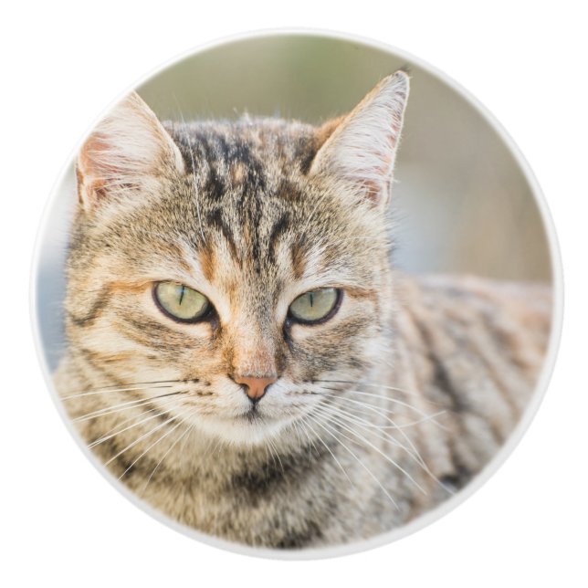 Beautiful cat ceramic knob (Front)
