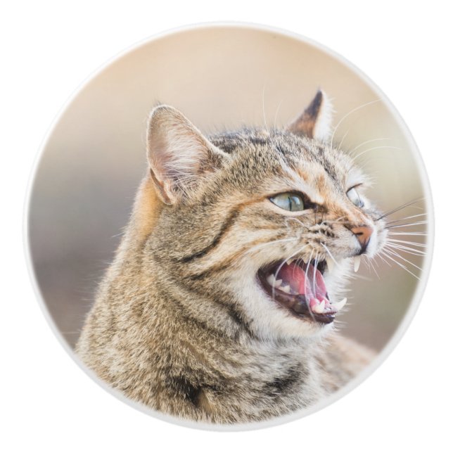 Beautiful cat ceramic knob (Front)