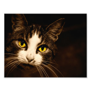 Beautiful Cat Eyes Photo Print