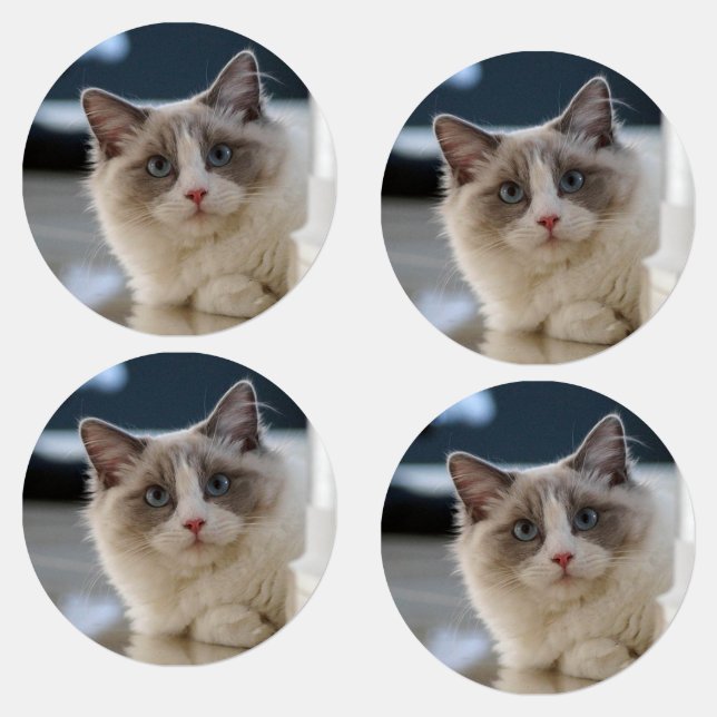 Beautiful Cat Labels (Group)