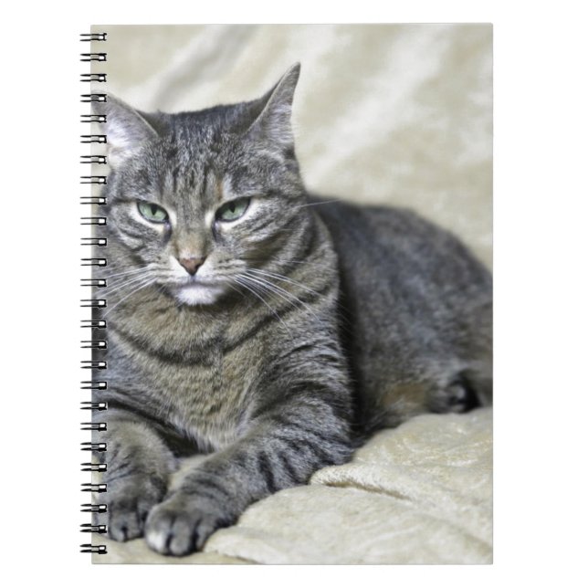 Beautiful Cat Laying Notebook (Front)