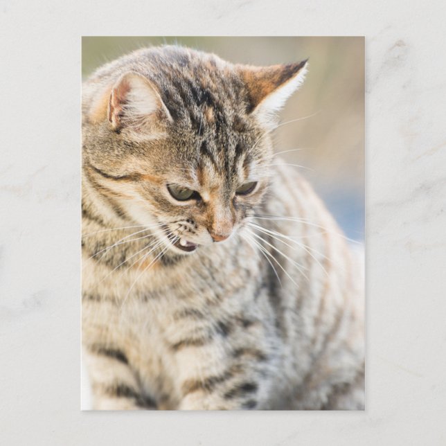 Beautiful cat postcard (Front)