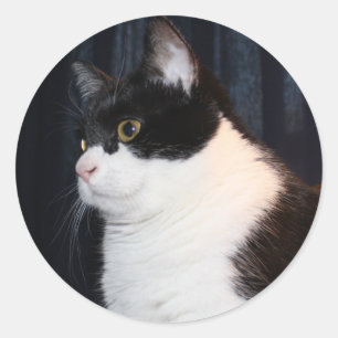Beautiful Cat Sticker