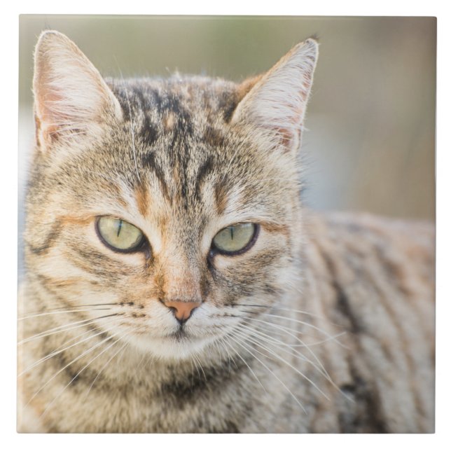 Beautiful cat tile (Front)