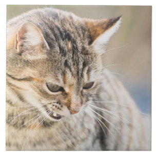 Beautiful cat tile