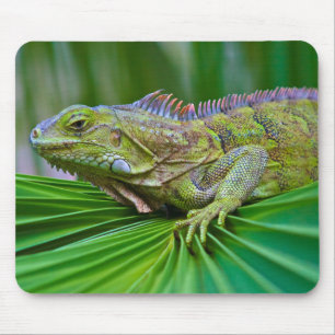 Beautiful Chameleon Mouse Pad
