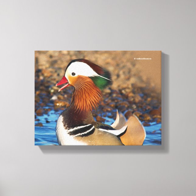 Beautiful Chatty Mandarin Duck at the Pond Canvas Print (Front)
