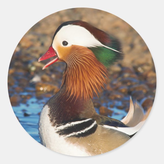 Beautiful Chatty Mandarin Duck at the Pond Classic Round Sticker (Front)