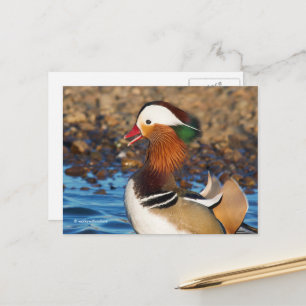 Beautiful Chatty Mandarin Duck at the Pond Postcard