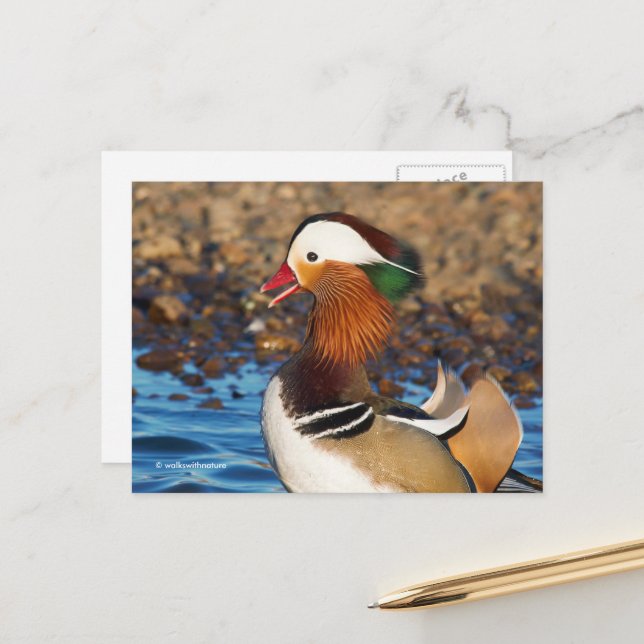 Beautiful Chatty Mandarin Duck at the Pond Postcard (Front/Back In Situ)