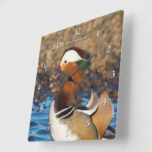 Beautiful Chatty Mandarin Duck at the Pond Square Wall Clock