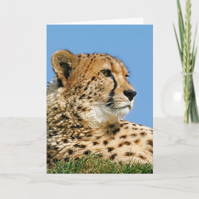 Beautiful Cheetah - Greeting Card (Front)