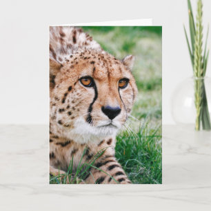 Beautiful Cheetah - Greeting Card