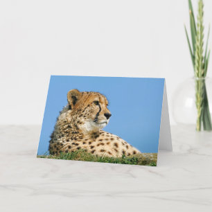 Beautiful Cheetah Greeting Card. Card