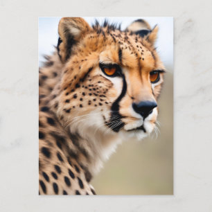 Beautiful Cheetah Postcard