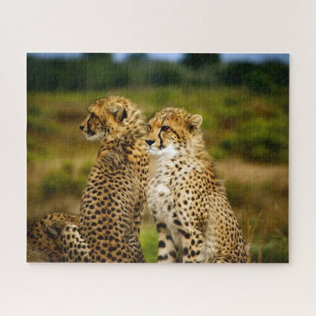 Beautiful Cheetah Siblings, Jigsaw Puzzle (Horizontal)