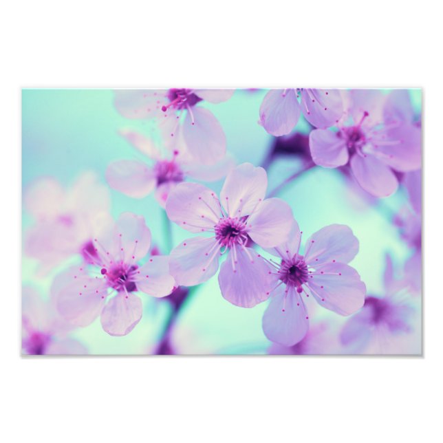 Beautiful Cherry Blossoms On Branch In Full Bloom Photo Print (Front)