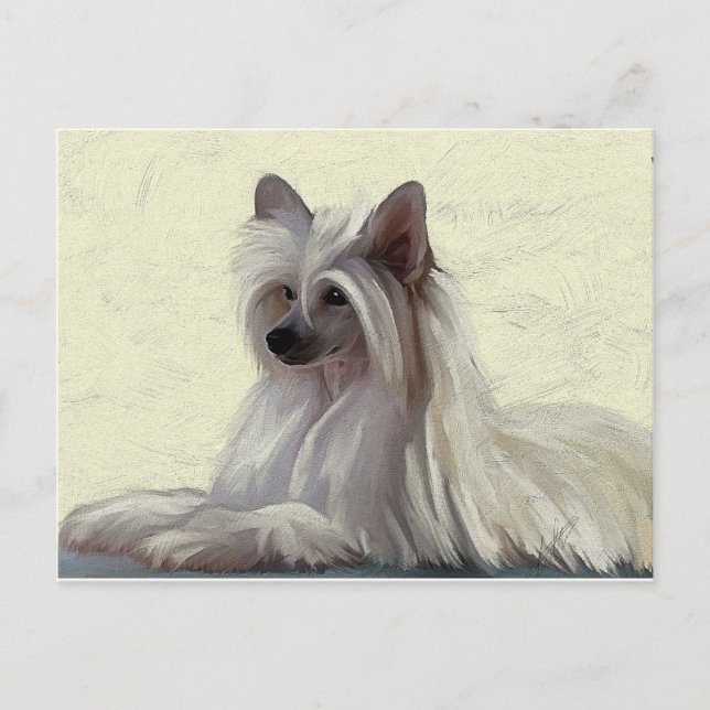 Beautiful Chinese crested powder puff Postcard (Front)