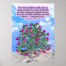 Beautiful Cholla Cactus Scripture 1 Samuel 16:7