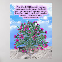 Beautiful Cholla Cactus Scripture 1 Samuel 16:7