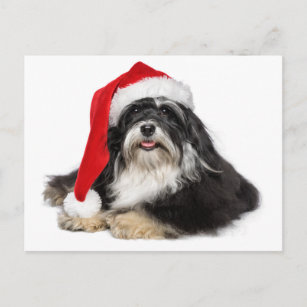 Beautiful Christmas Havanese Dog With Santa Hat Holiday Postcard
