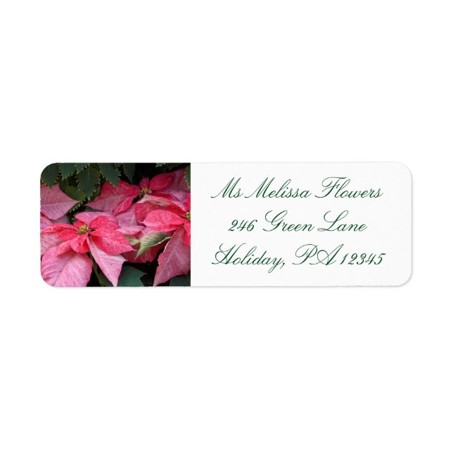 Beautiful Christmas Poinsettia Photo (Front)