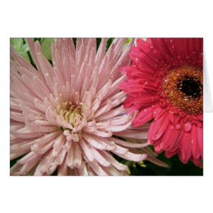 beautiful chrysanthemum
