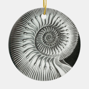 Beautiful close up ammonite picture design ceramic ornament