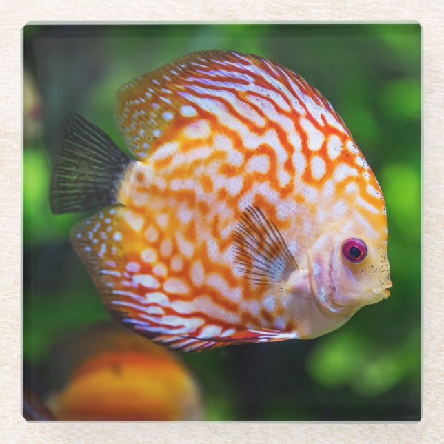 Beautiful Close-Up of a Discus Fish Glass Coaster (Front)