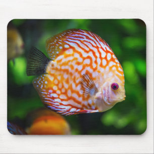 Beautiful Close-Up of a Discus Fish Mouse Pad
