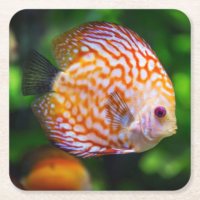 Beautiful Close-Up of a Discus Fish Square Paper Coaster (Front)