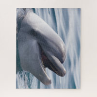 Beautiful Close-Up of a Dolphin