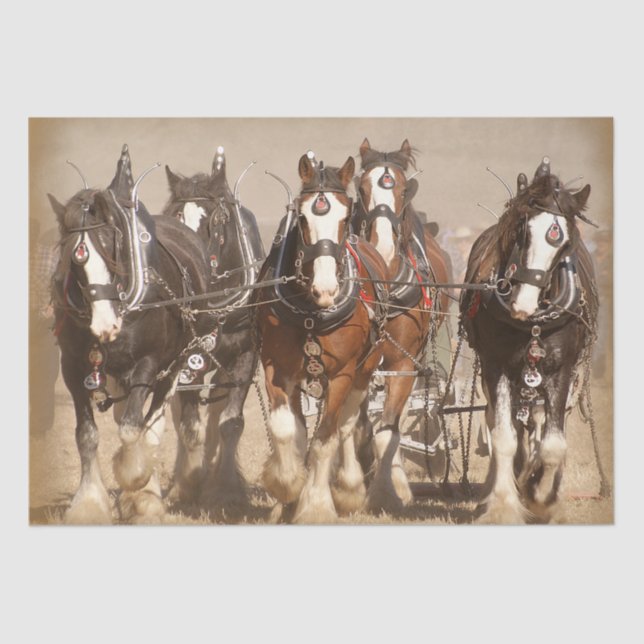 Beautiful Clydesdale Horses Plowing - Team Work Tissue Paper (Front)